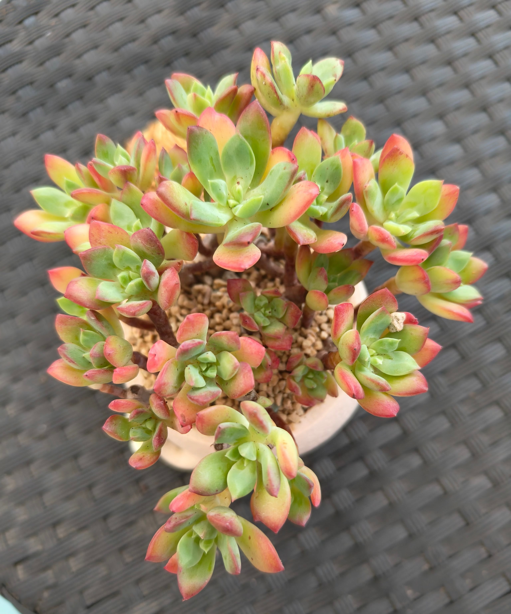 Succulent Buddies Planter - Echeveria 'Minibelle' - SlowBloomGreens