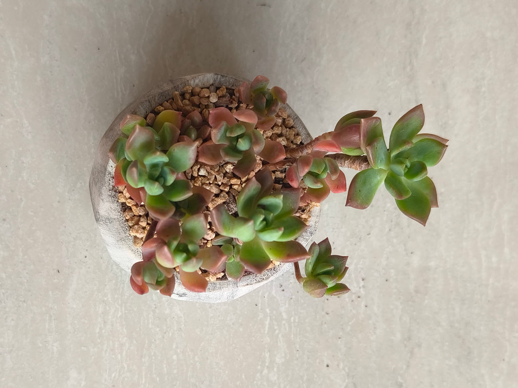 Succulent Classic Marble Grey Planter - Echeveria 'Minibelle' - SlowBloomGreens