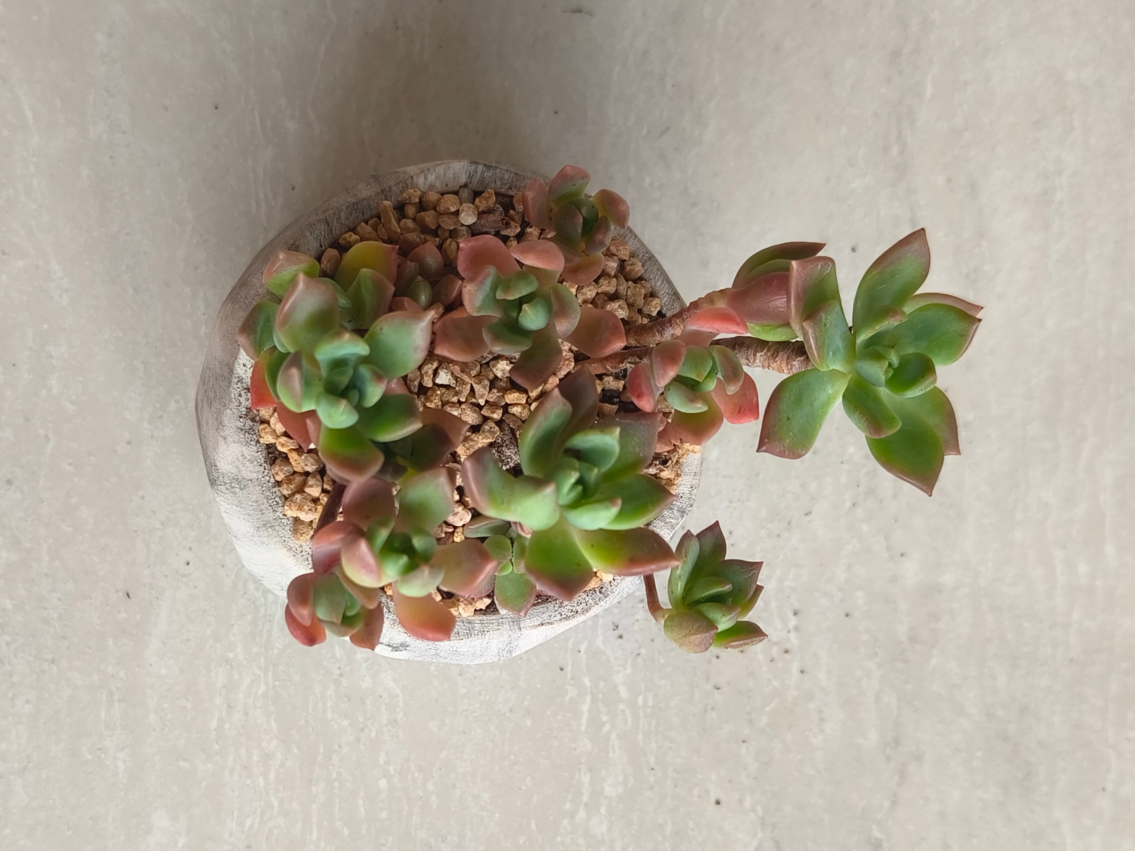 Succulent Classic Marble Grey Planter - Echeveria 'Minibelle' - SlowBloomGreens