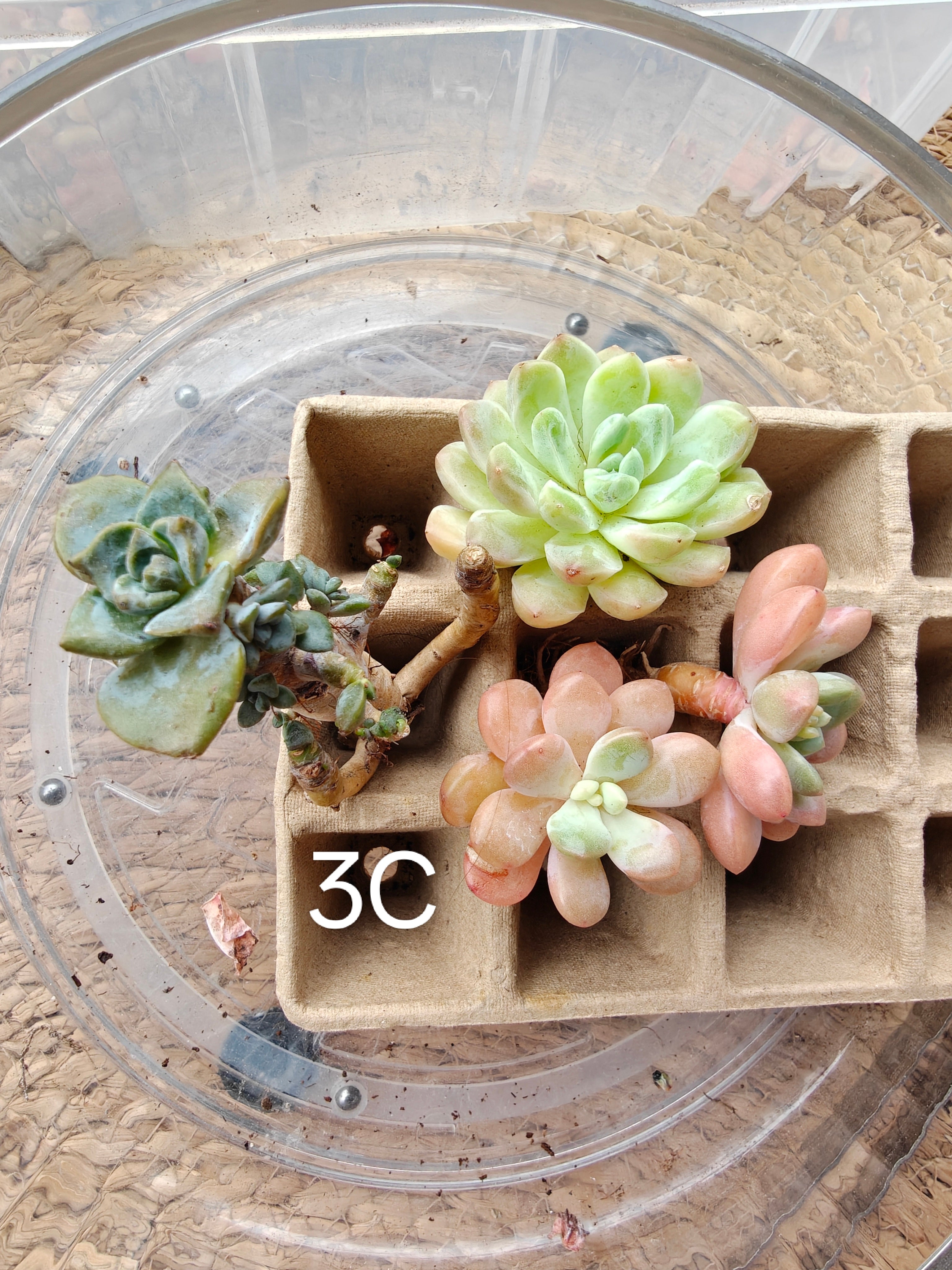 Bare Root Succulent Variety Pack – Choose 3 / 4 / 5 Types - SlowBloomGreens