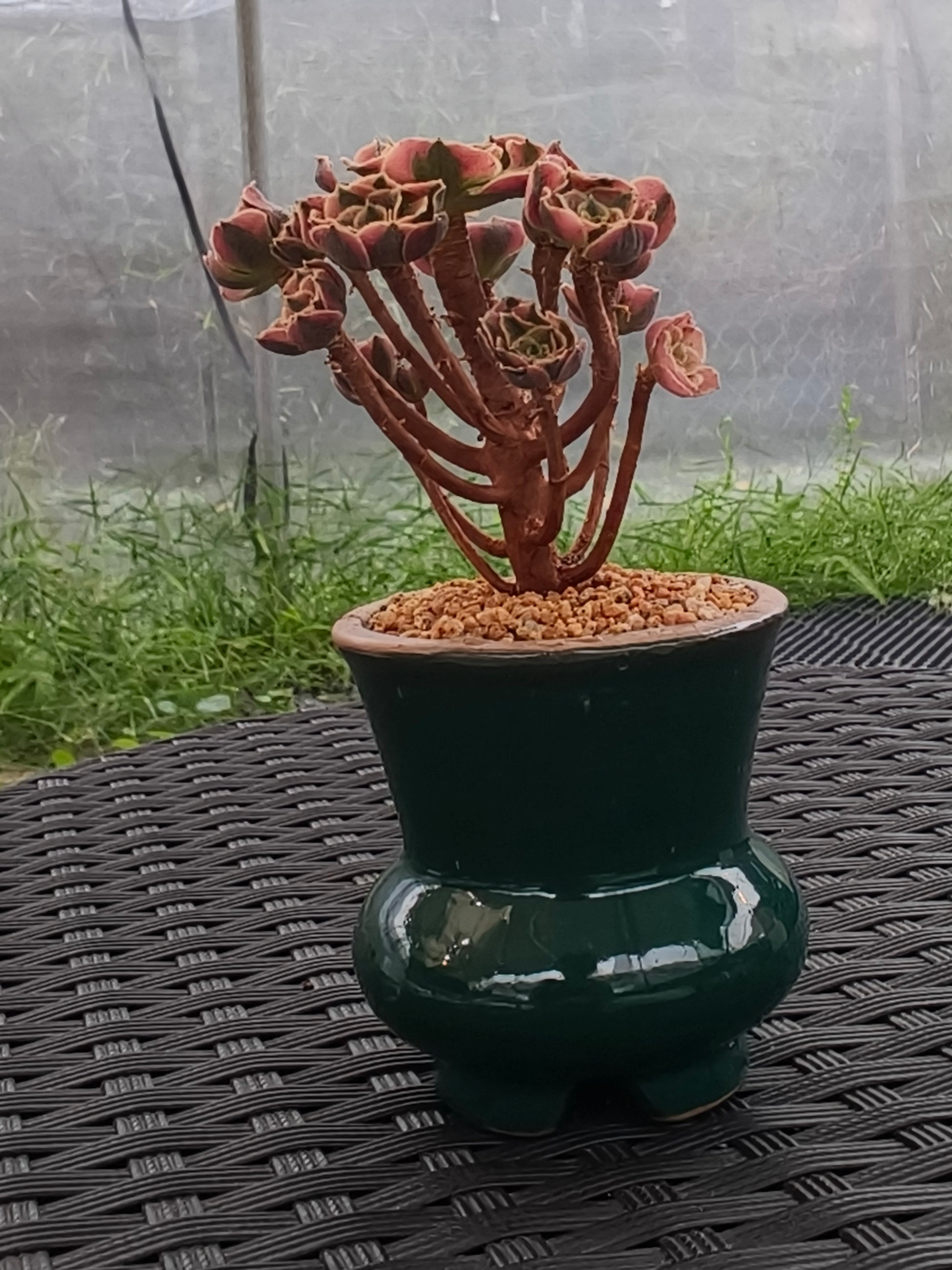 Succulent Rustica Emerald Planter - Aeonium 'Sunburst' - SlowBloomGreens