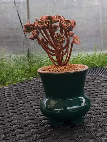 Succulent Rustica Emerald Planter - Aeonium 'Sunburst' - SlowBloomGreens