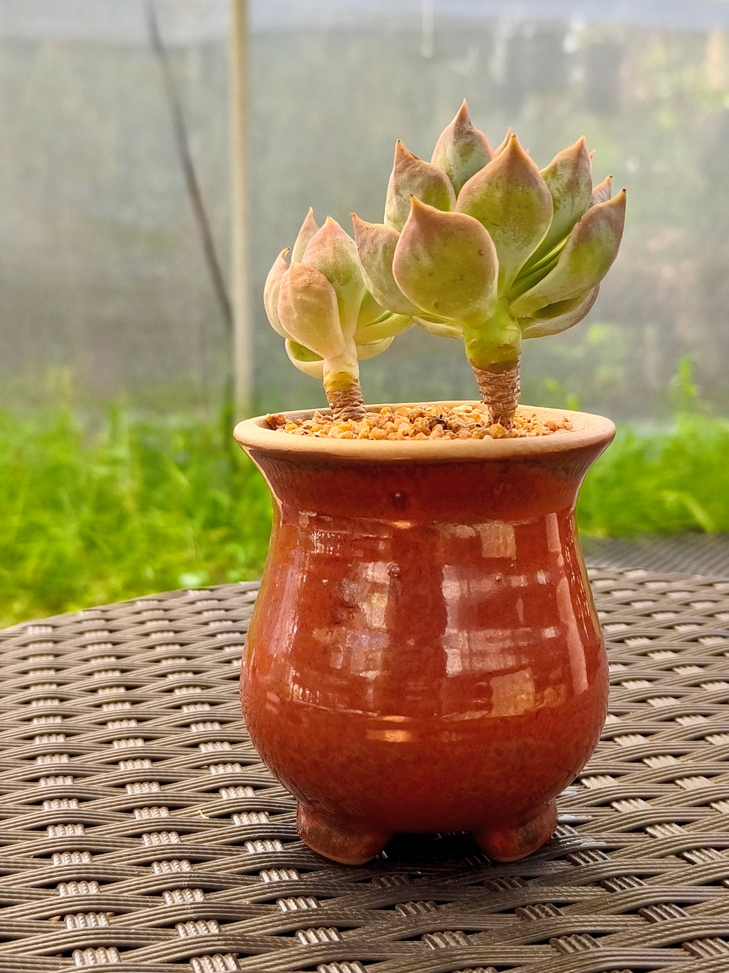 Succulent Rustica Mahogany Planter – Echeveria Peacockii - SlowBloomGreens
