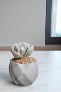 Classic Marble Grey Planter – Echeveria 'Berkley Light' - SlowBloomGreens