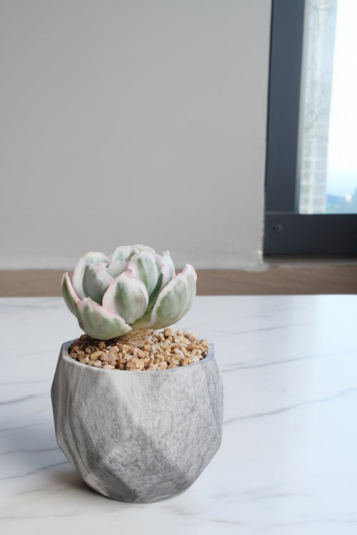 Classic Marble Grey Planter – Echeveria 'Berkley Light' - SlowBloomGreens