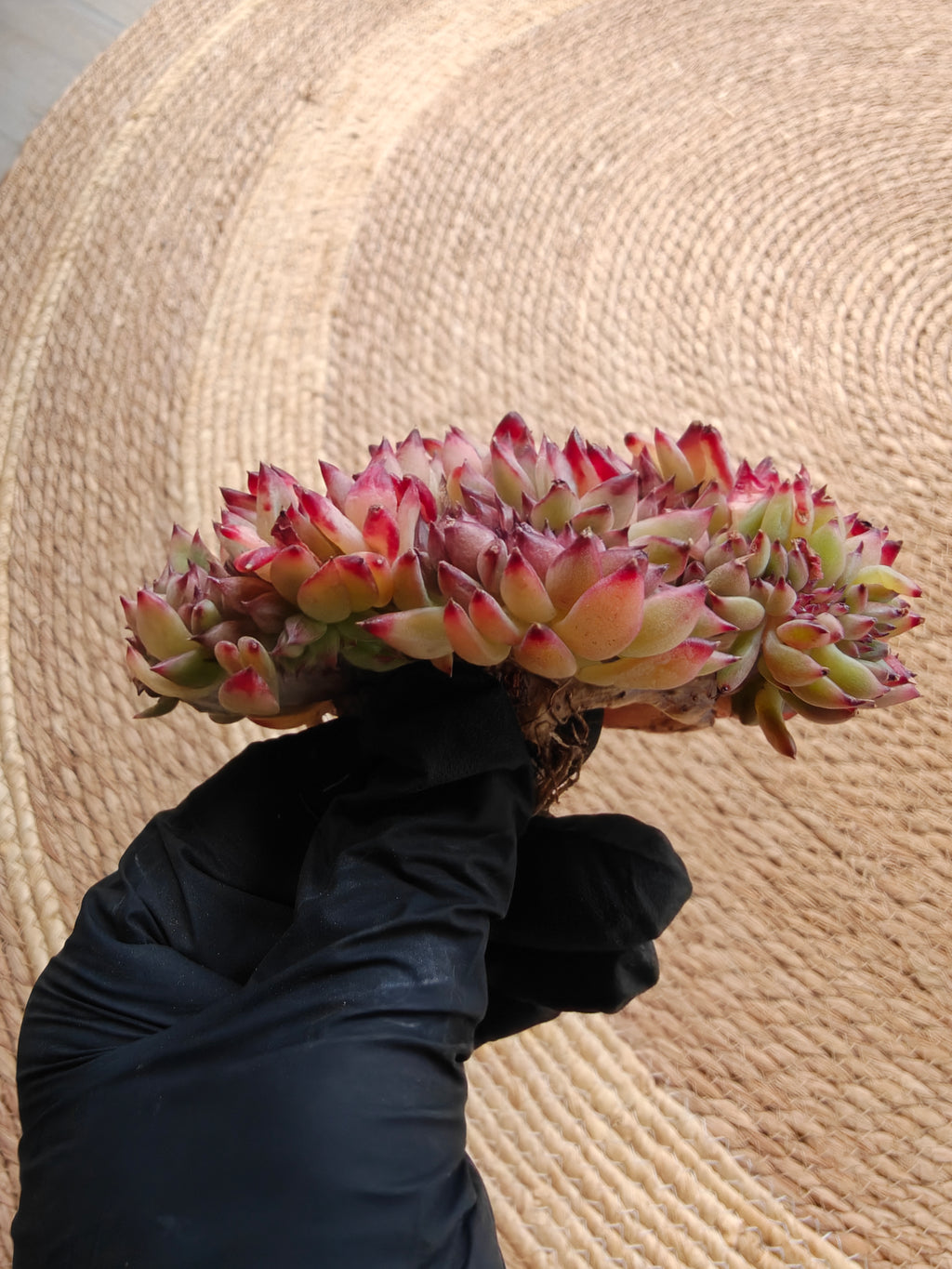 Cristata Echeveria ‘Ratam’ – Bare Root Succulent (R1)