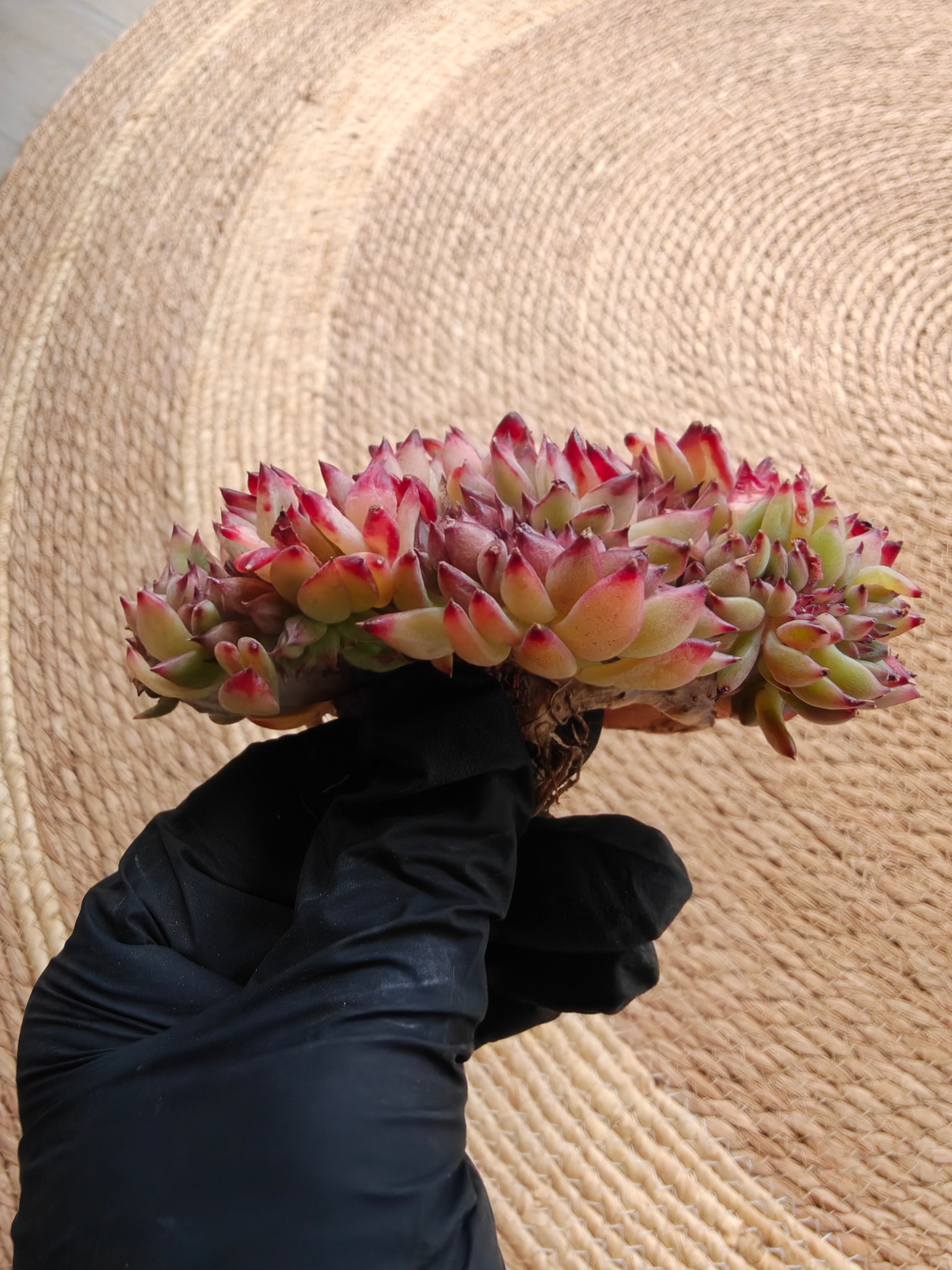 Cristata Echeveria ‘Ratam’ – Bare Root Succulent (R1)