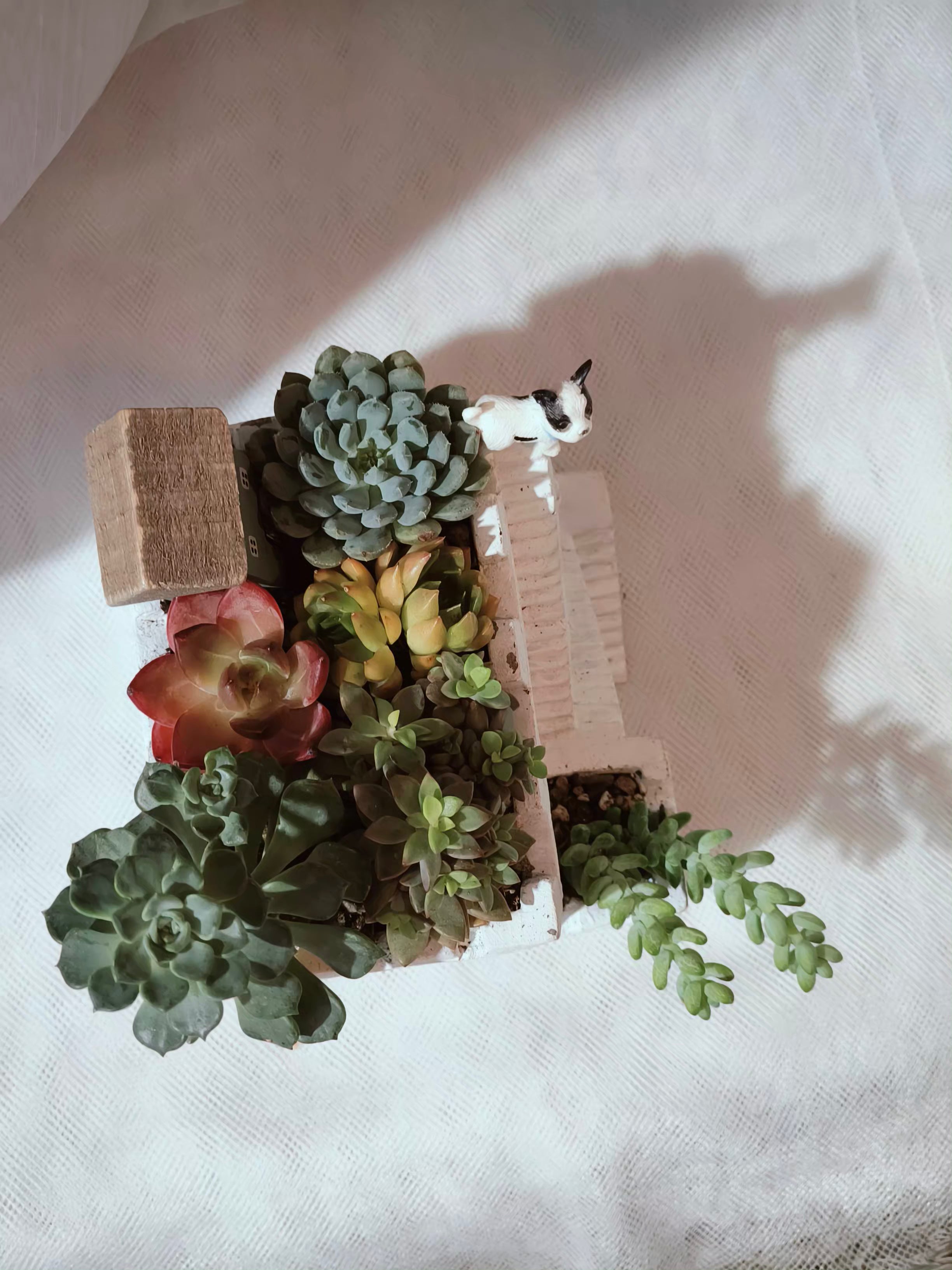 Succulent Sakura Blue - Sedum Lucidum - SlowBloomGreens