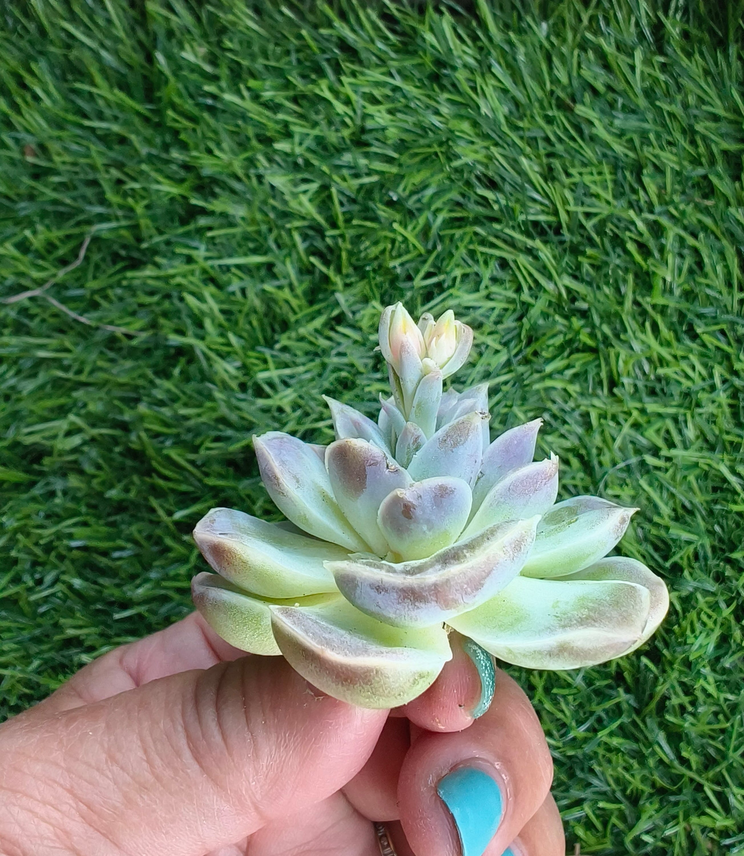 Echeveria Hyalina – Bare Root Succulent - SlowBloomGreens