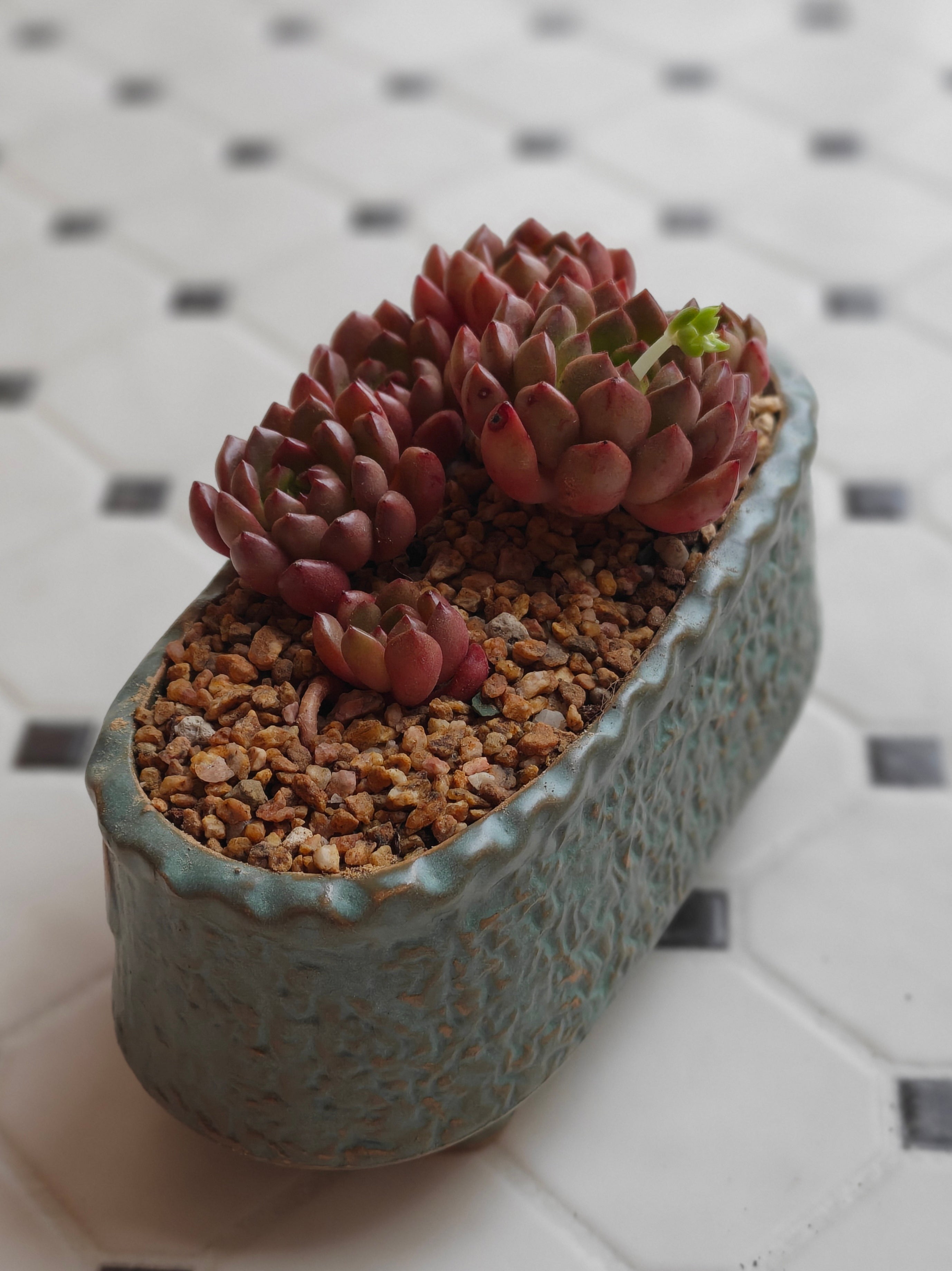 Vintage Teal Succulent Planter – Sedeveria 'Pink Ruby'