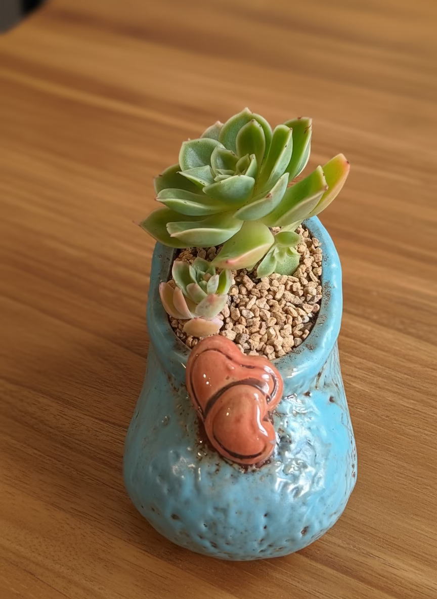 Succulent Mary Jane Charm Blue Planter – Echeveria Agavoides