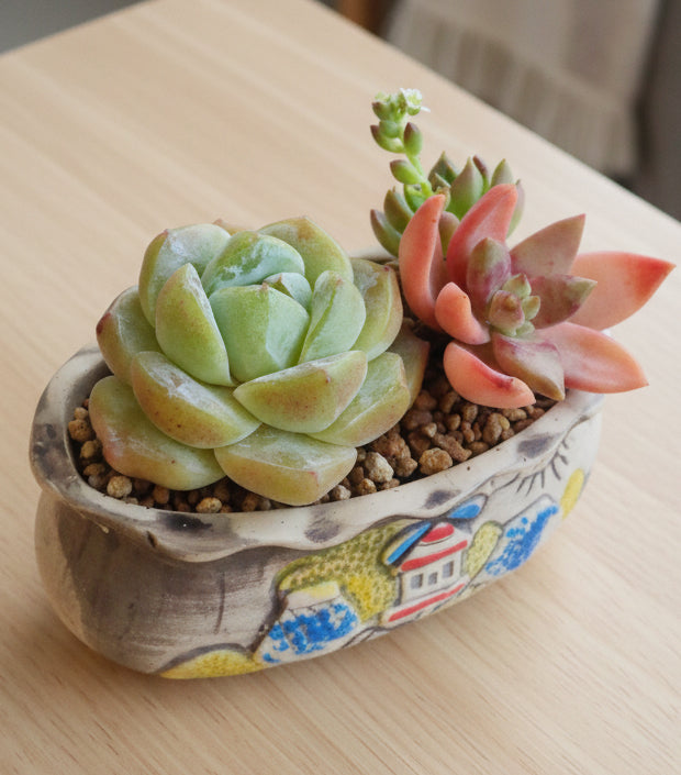 Rustic Bloom Succulent Planter – Echeveria Ice Green with Graptosedum Bronze