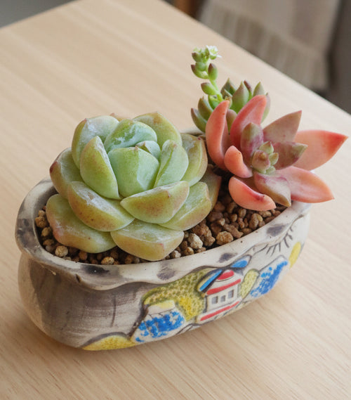 Rustic Bloom Succulent Planter – Echeveria Ice Green with Graptosedum Bronze - SlowBloomGreens