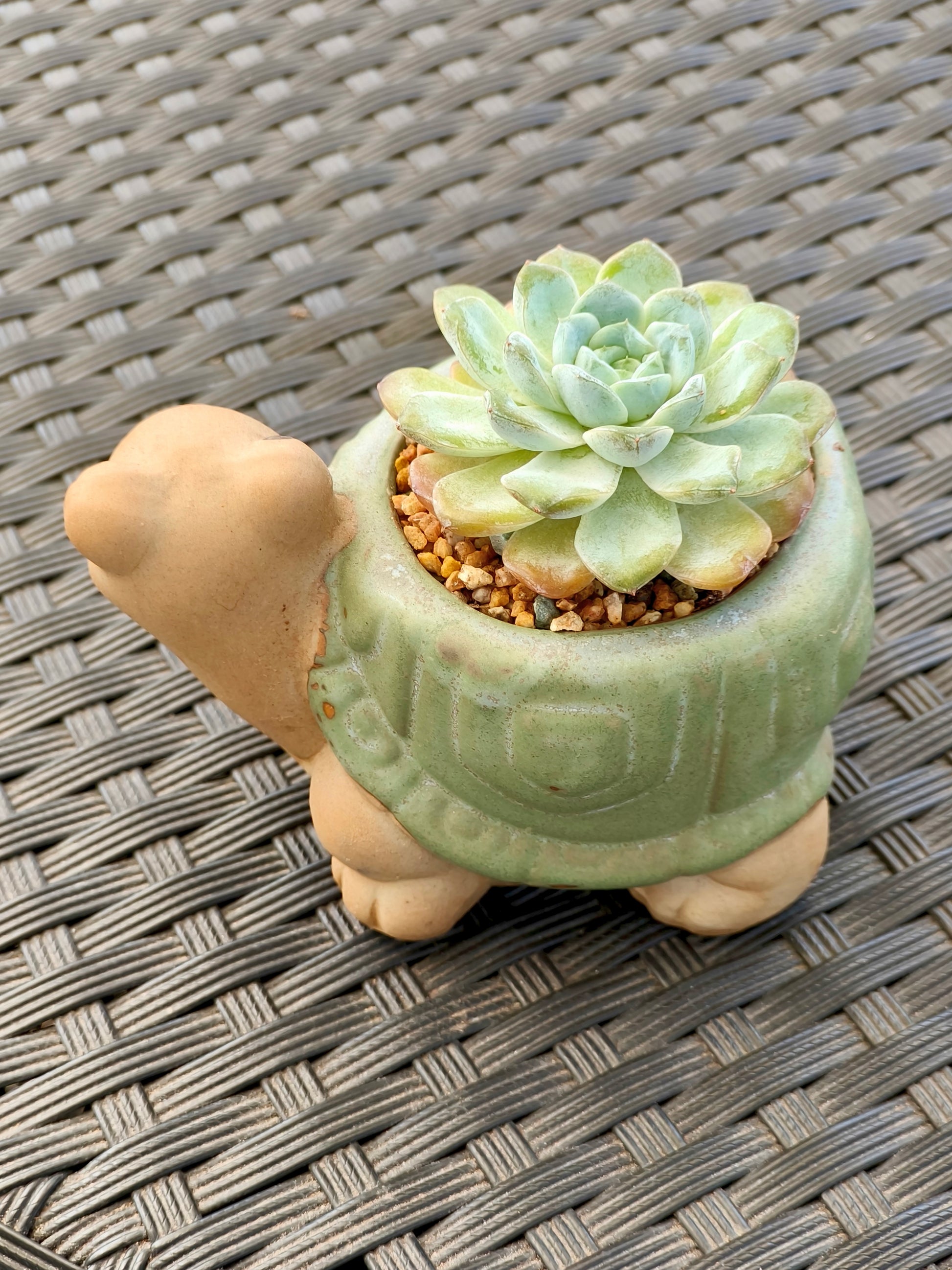Succulent Tortoise Planter- Echeveria Ice Green - SlowBloomGreens