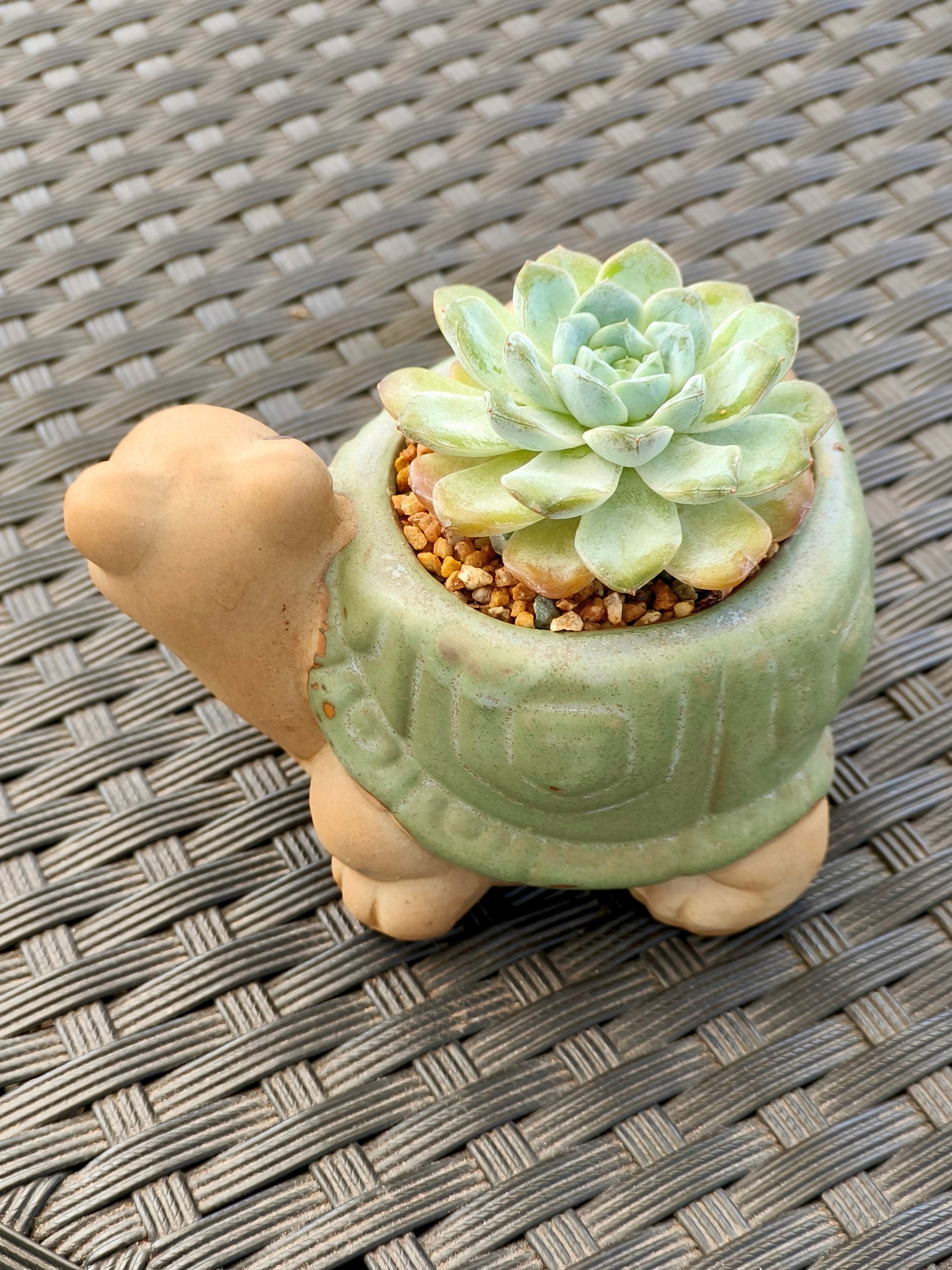Succulent Tortoise Planter- Echeveria Ice Green - SlowBloomGreens