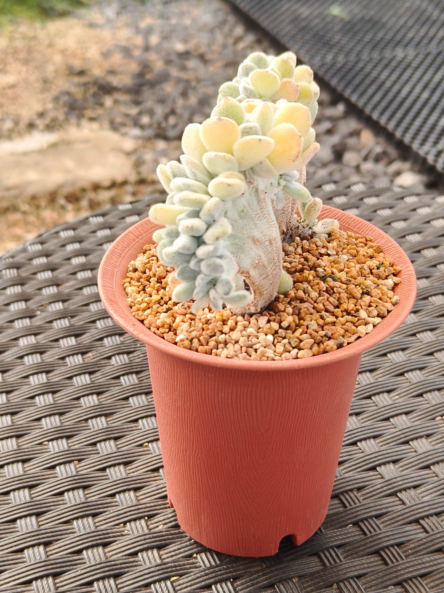 Succulent Starter Planter - Echeveria Pulvinata 'Frosty' f. cristata.