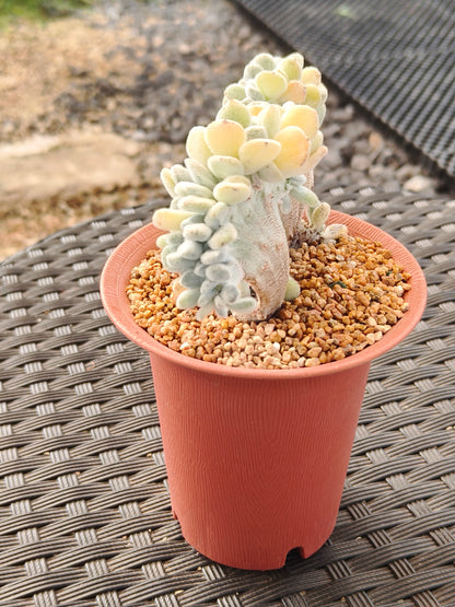 Succulent Starter Planter - Echeveria Pulvinata 'Frosty' f. cristata.