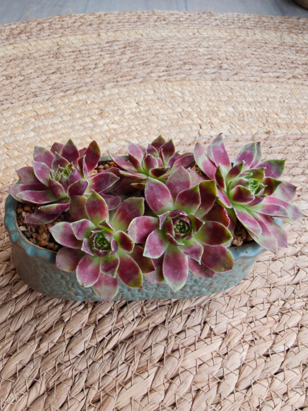 Vintage Teal Succulent Planter – Sempervivum 'Stansfieldii' (Hens & Chicks') - SlowBloomGreens