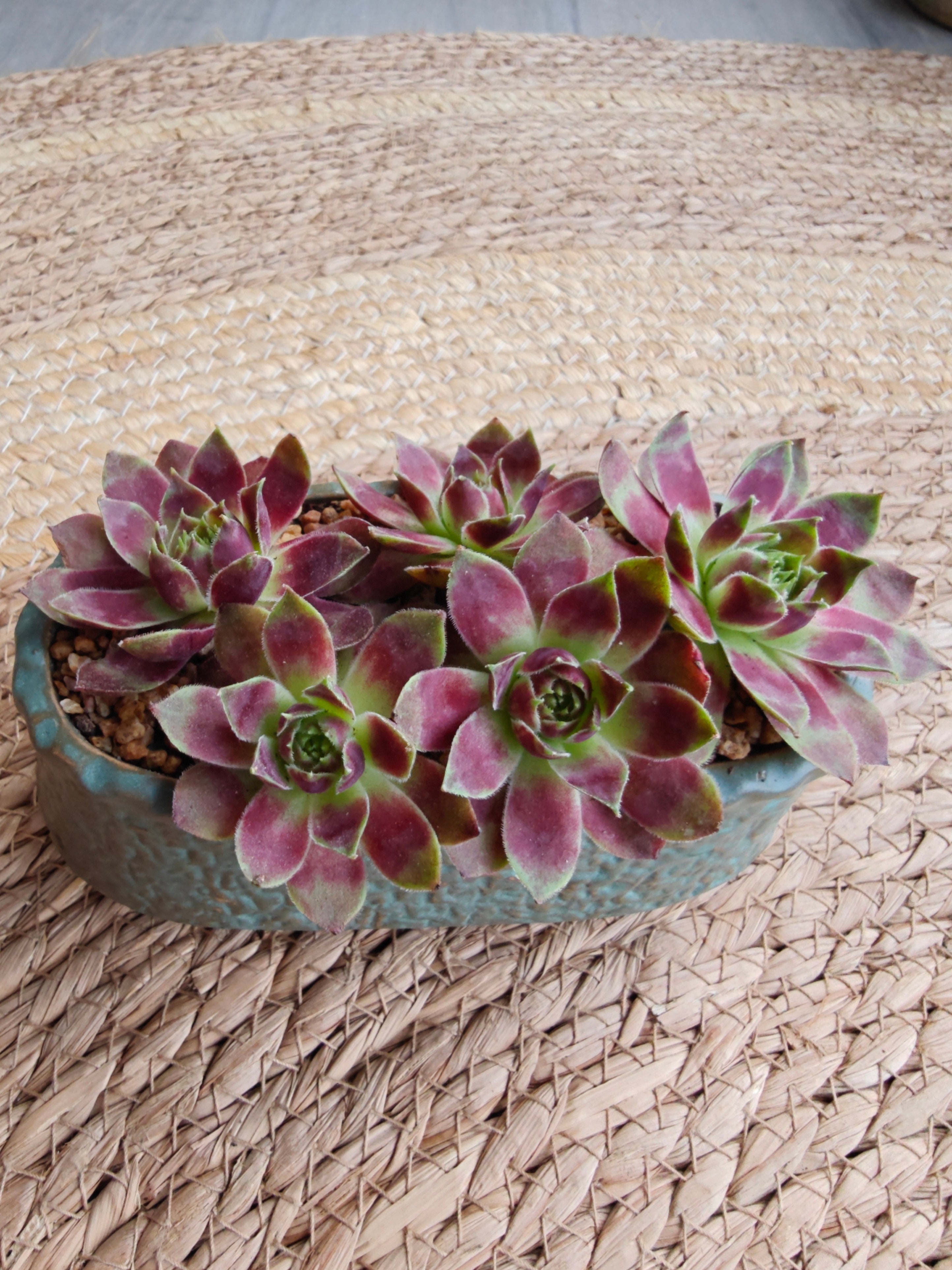Vintage Teal Succulent Planter – Sempervivum 'Stansfieldii' (Hens & Chicks') - SlowBloomGreens