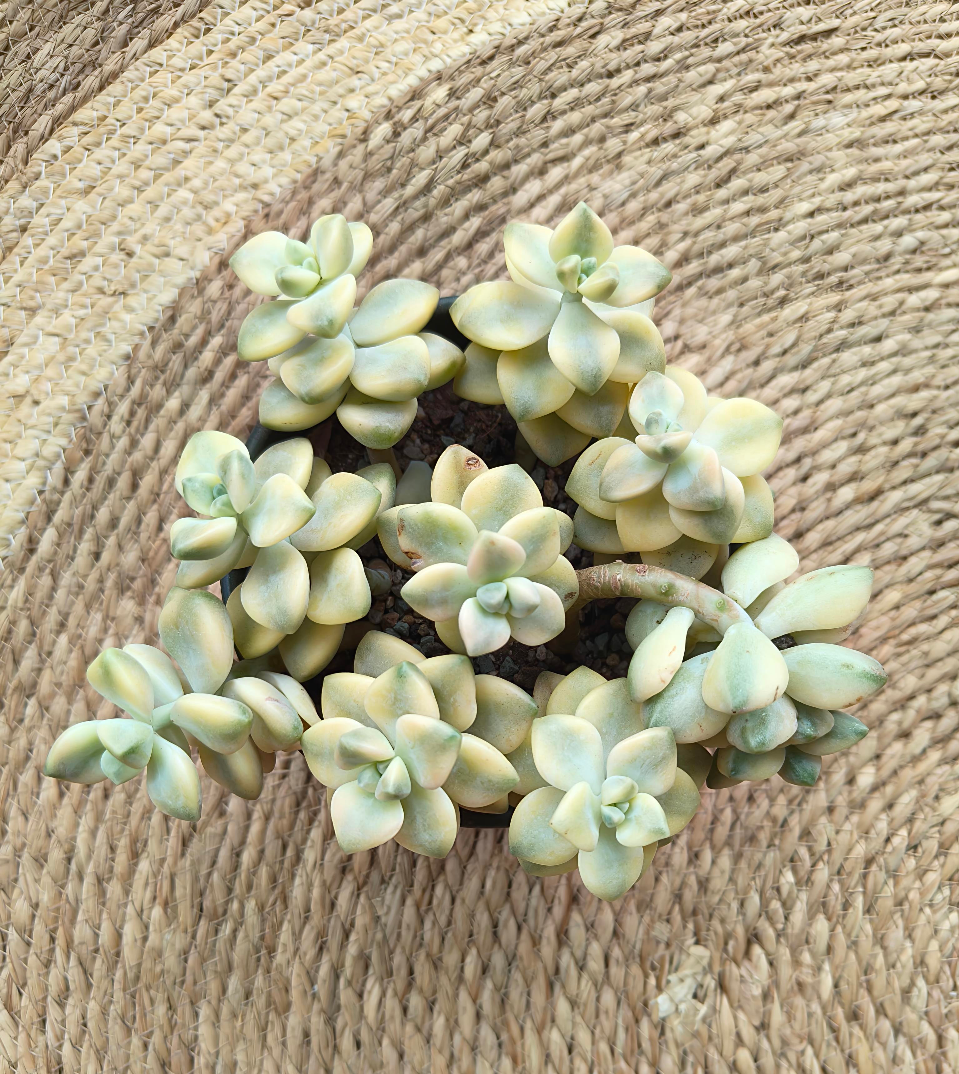 Succulent Ceramic Green Planter - Graptoveria 'Titubans' - SlowBloomGreens
