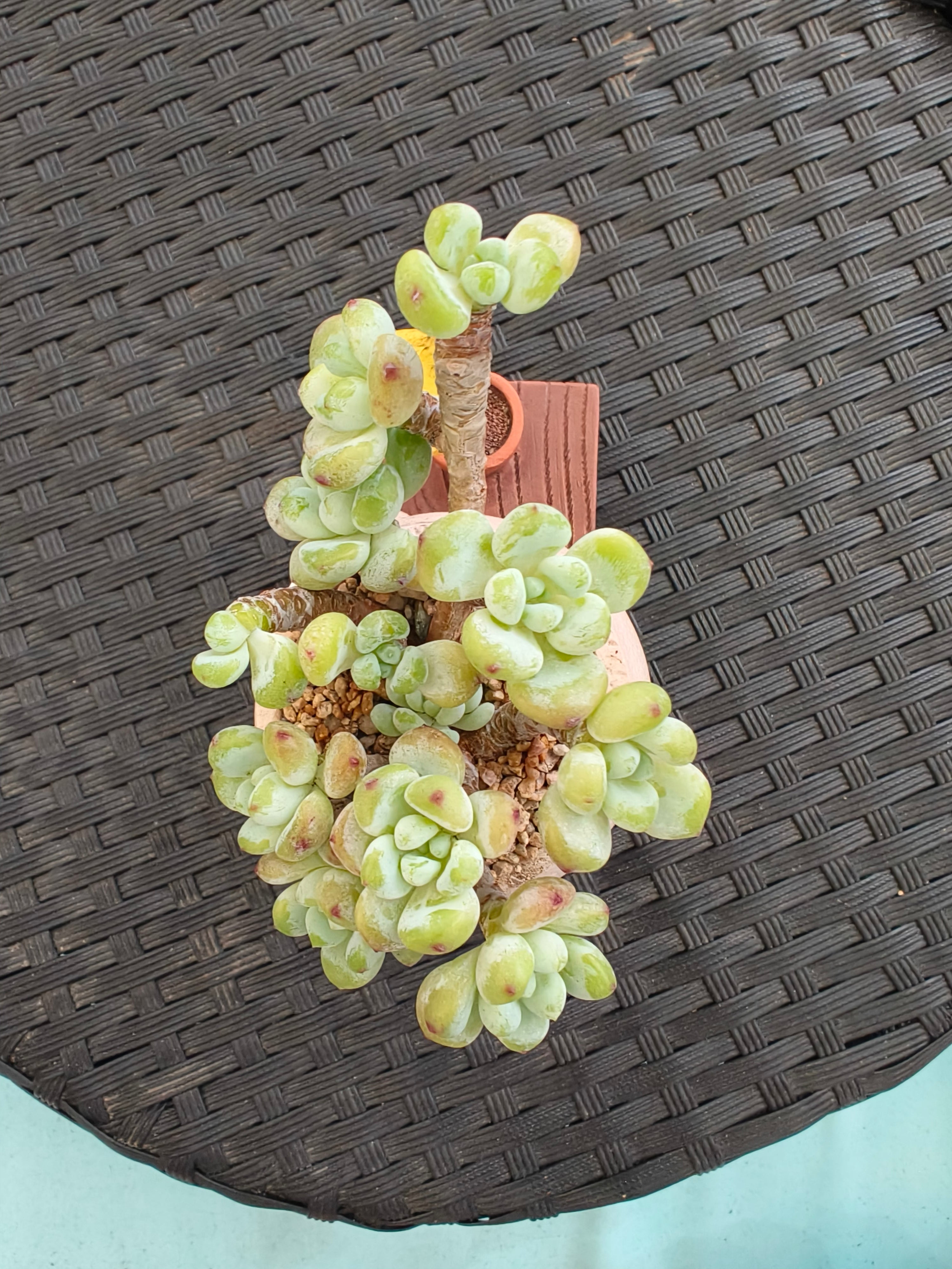 Succulent Happy Buddy Planter – Tiscalatengo Gorge Sedum - SlowBloomGreens