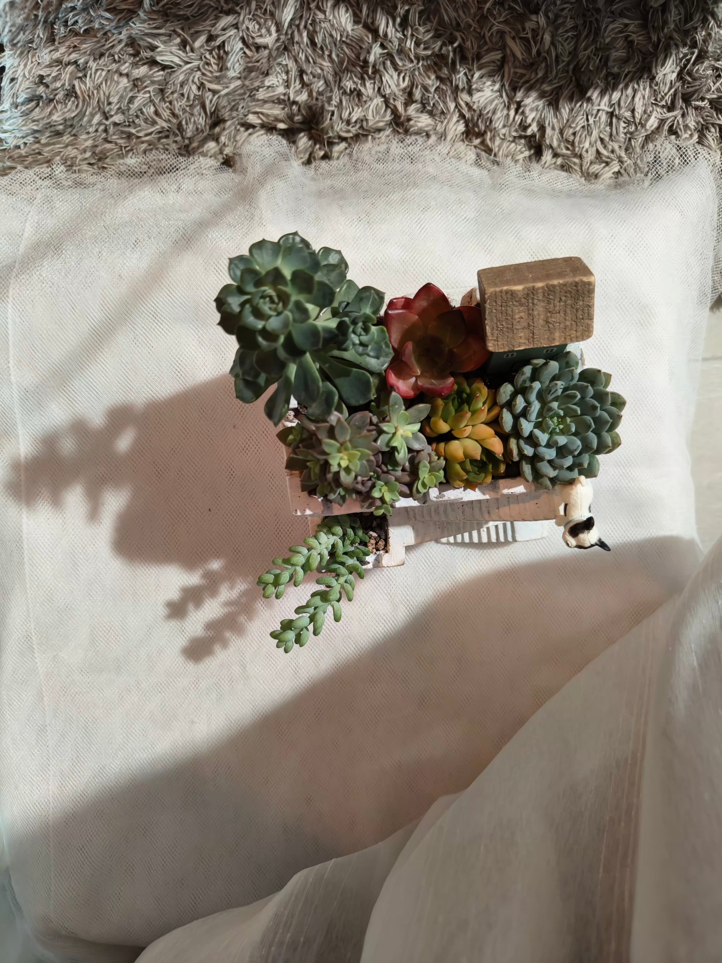 Succulent Sakura Blue - Sedum Lucidum - SlowBloomGreens