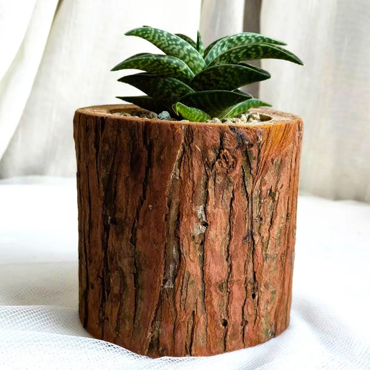 Succulent Natural Wood Aloe - Emerald