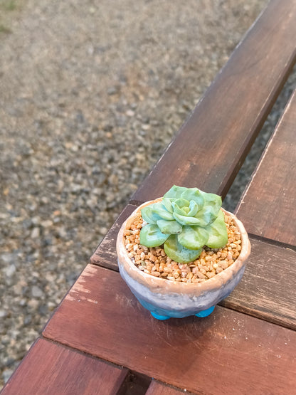 Succulent Peach-Teal Ombre Gloss Mini Planter – Echeveria 'Ice Green'