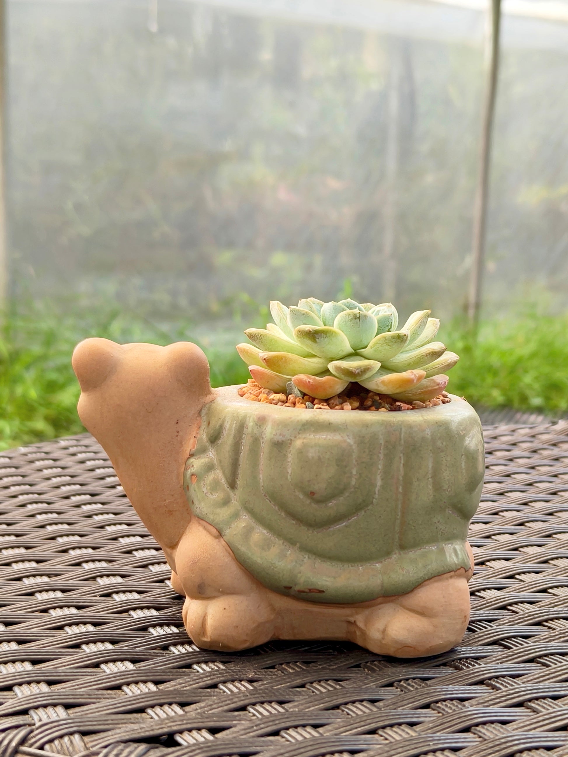 Succulent Tortoise Planter- Echeveria Ice Green - SlowBloomGreens
