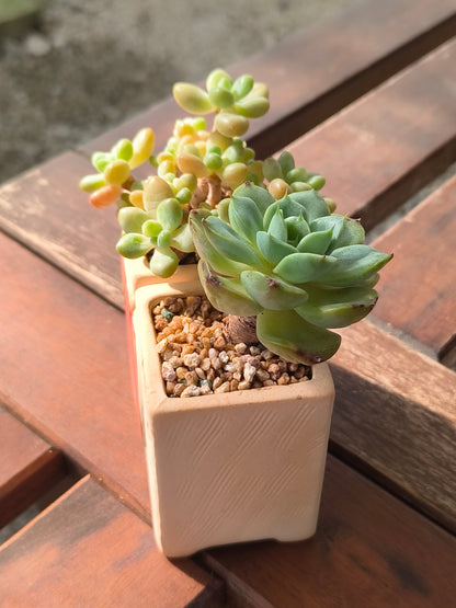 Succulent Heart Duo – The Perfect Gift of Love and Growth