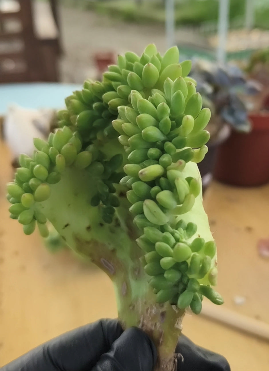 Succulent Starter Planter - Crested Sedum 'Alice Evans' - SlowBloomGreens