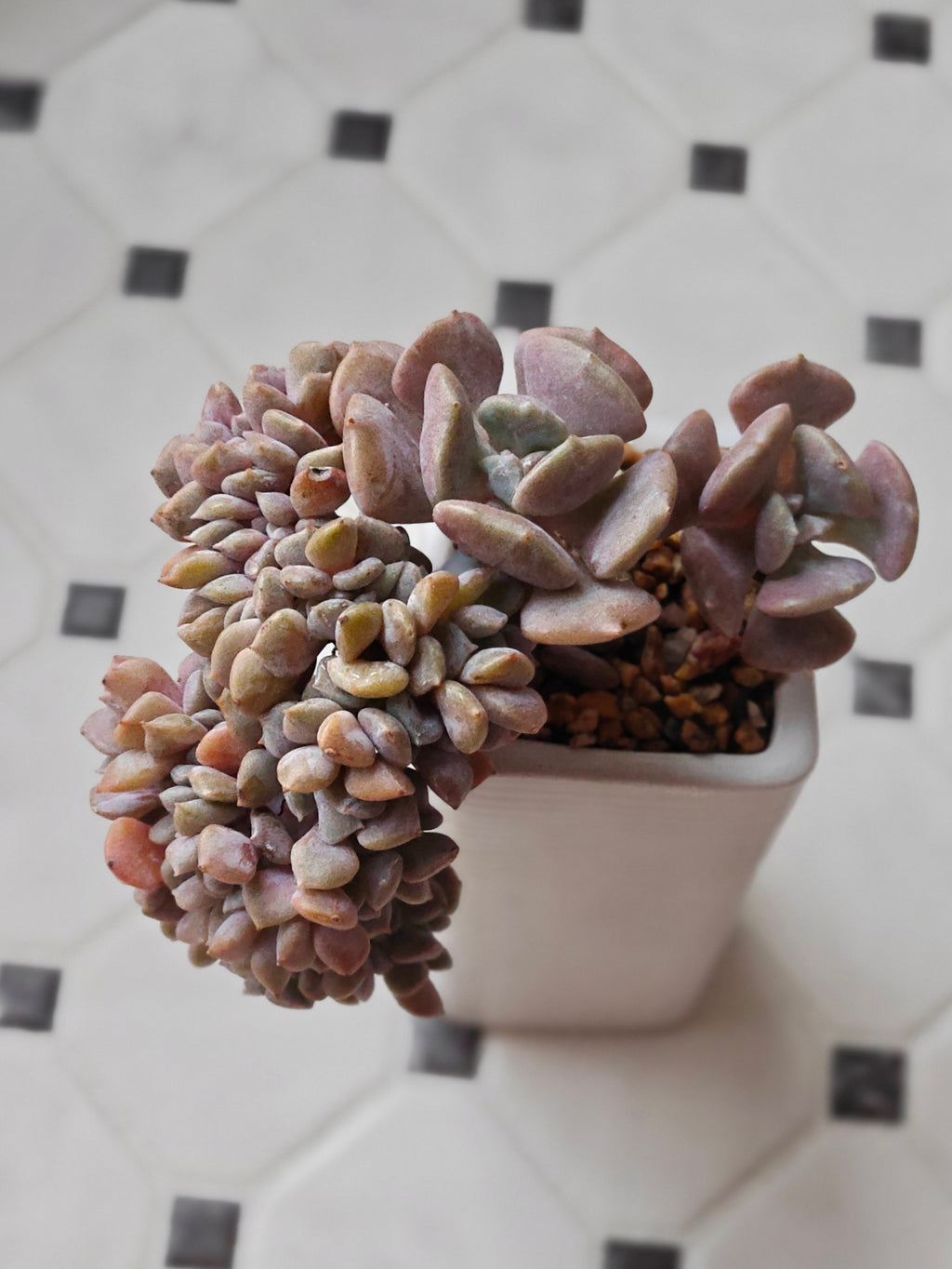 Succulent Ribbed White Planter – Echeveria 'Cubic Frost' - SlowBloomGreens