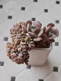 Succulent Ribbed White Planter – Echeveria 'Cubic Frost' - SlowBloomGreens