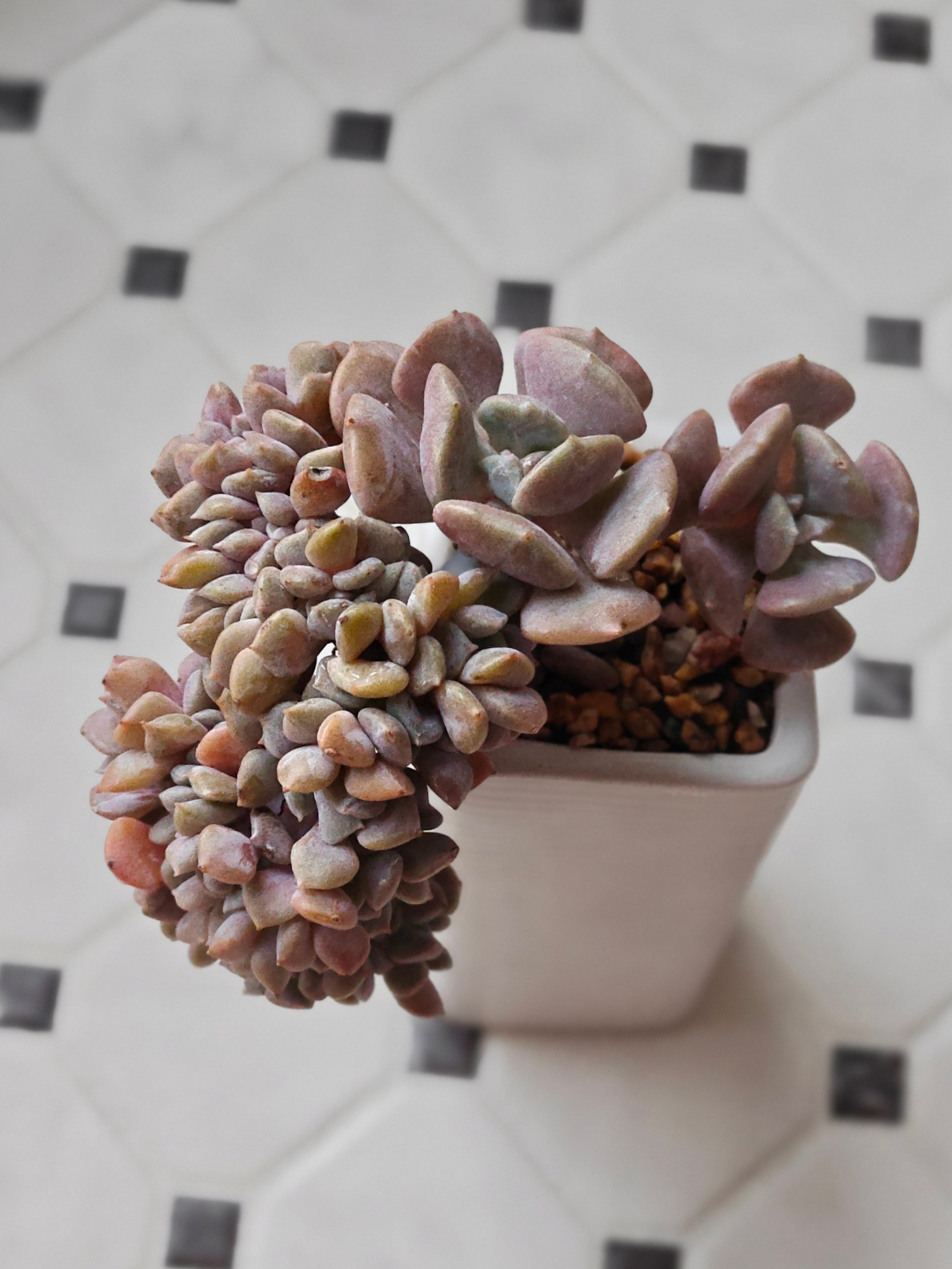 Succulent Ribbed White Planter – Echeveria 'Cubic Frost'