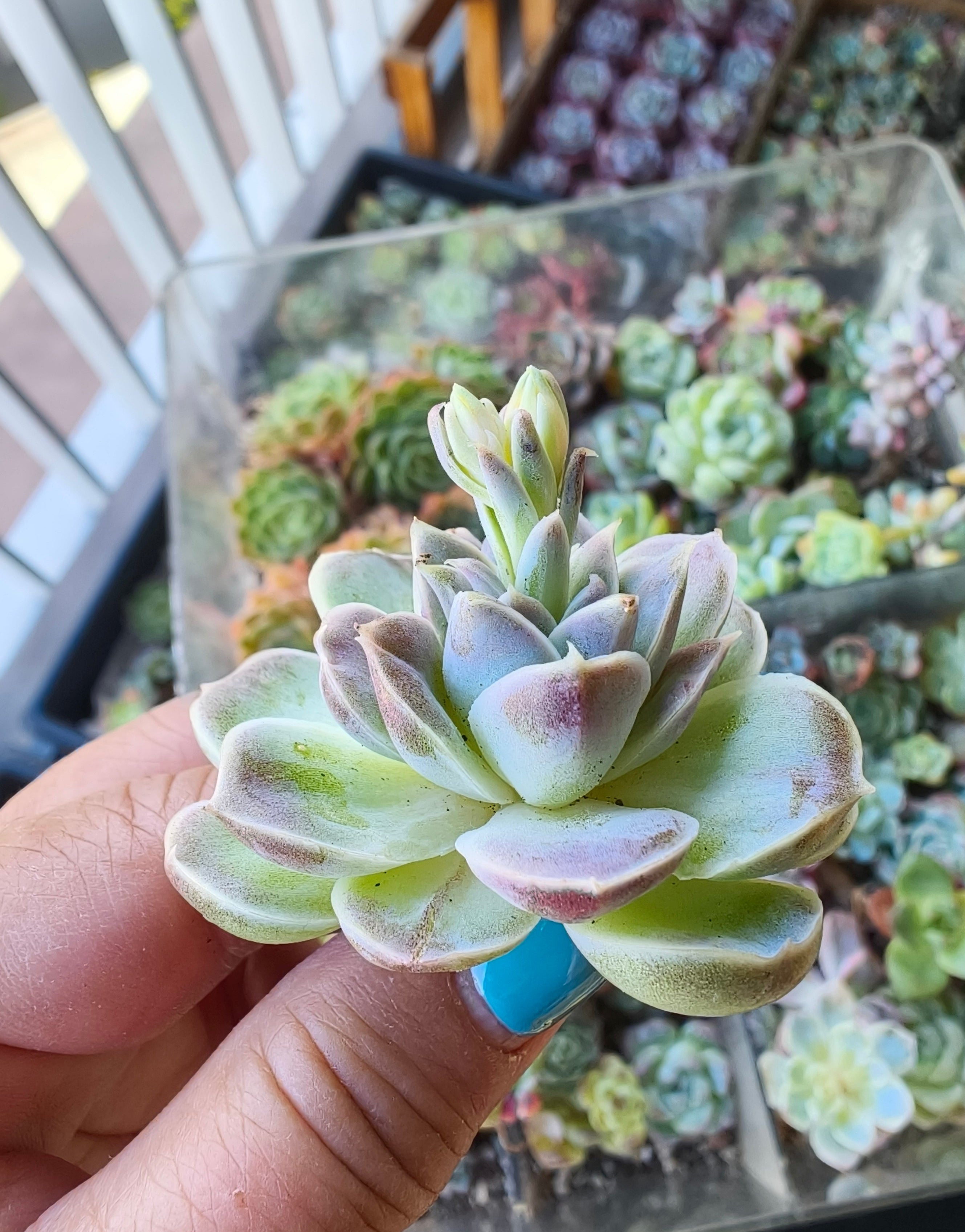 Echeveria Hyalina – Bare Root Succulent - SlowBloomGreens