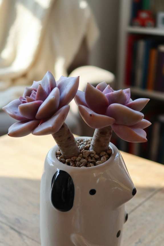 Succulent Dog Bud Vase – Graptopetalum 'Purple Delight - SlowBloomGreens