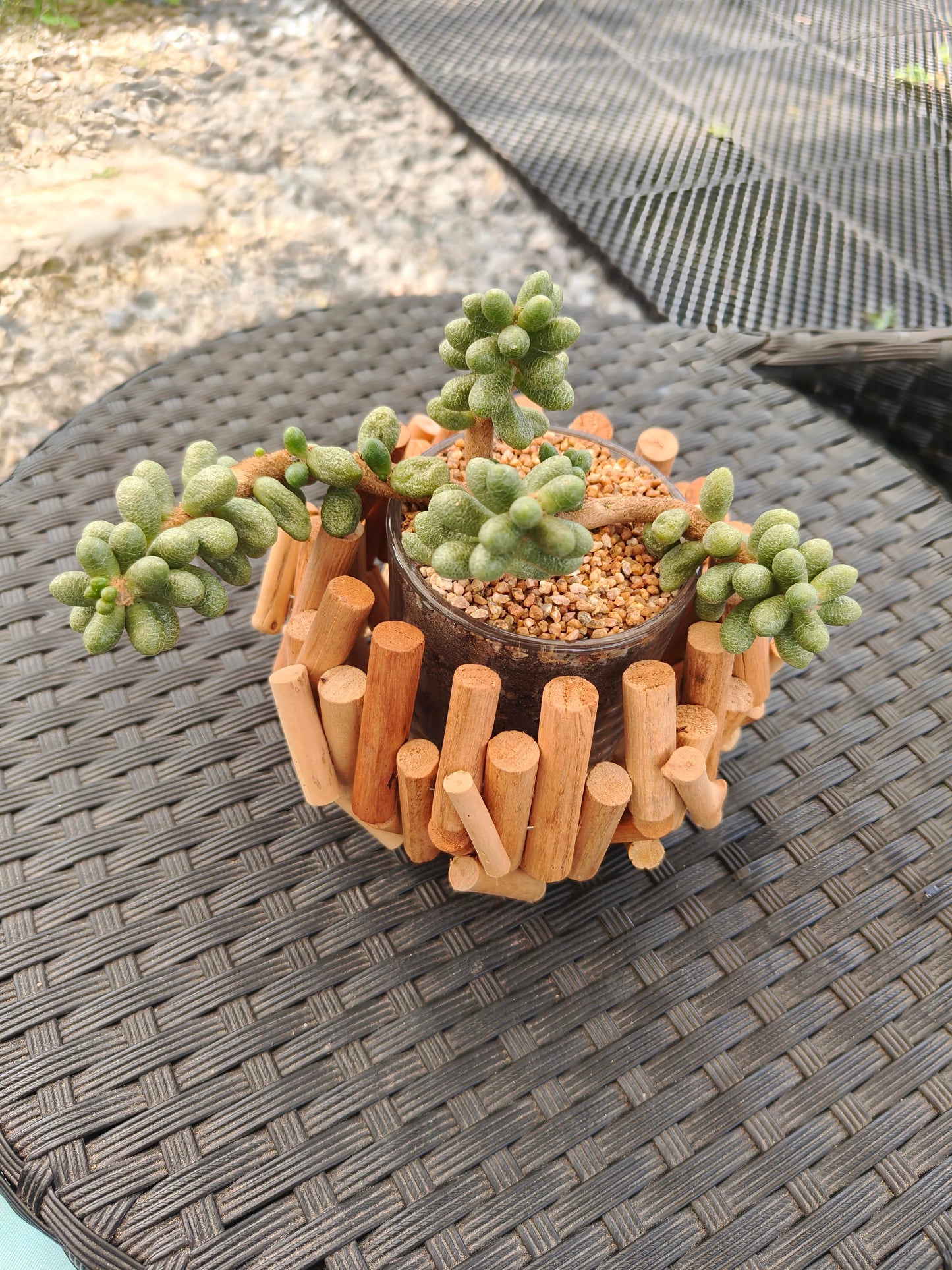 Succulent Quiet Grove Planter – Sedum Hernandezii *Rare