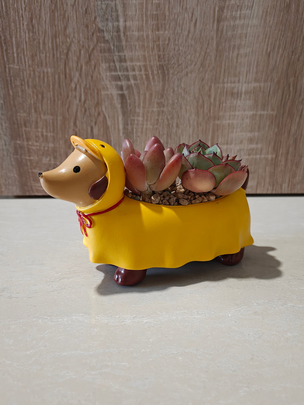 Succulent Dachshund Planter – Mixed Succulent Arrangement (Ducky Raincoat) - SlowBloomGreens