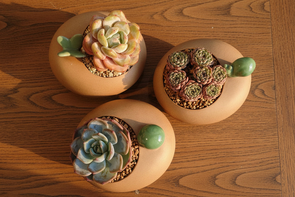 Succulent Snail Planter – Echeveria Minima (7-Headed Cluster) - SlowBloomGreens