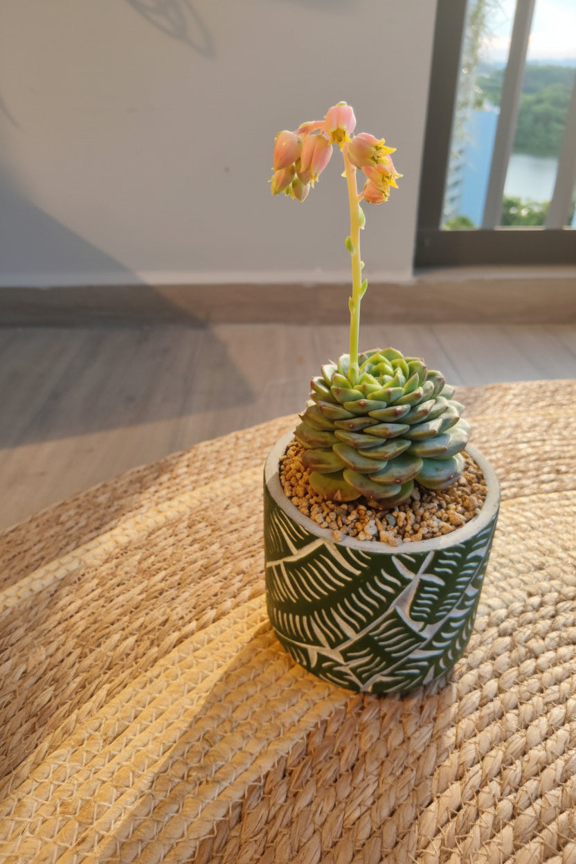 Succulent Whispering Leaves Planter – Echeveria 'Red Velvet'