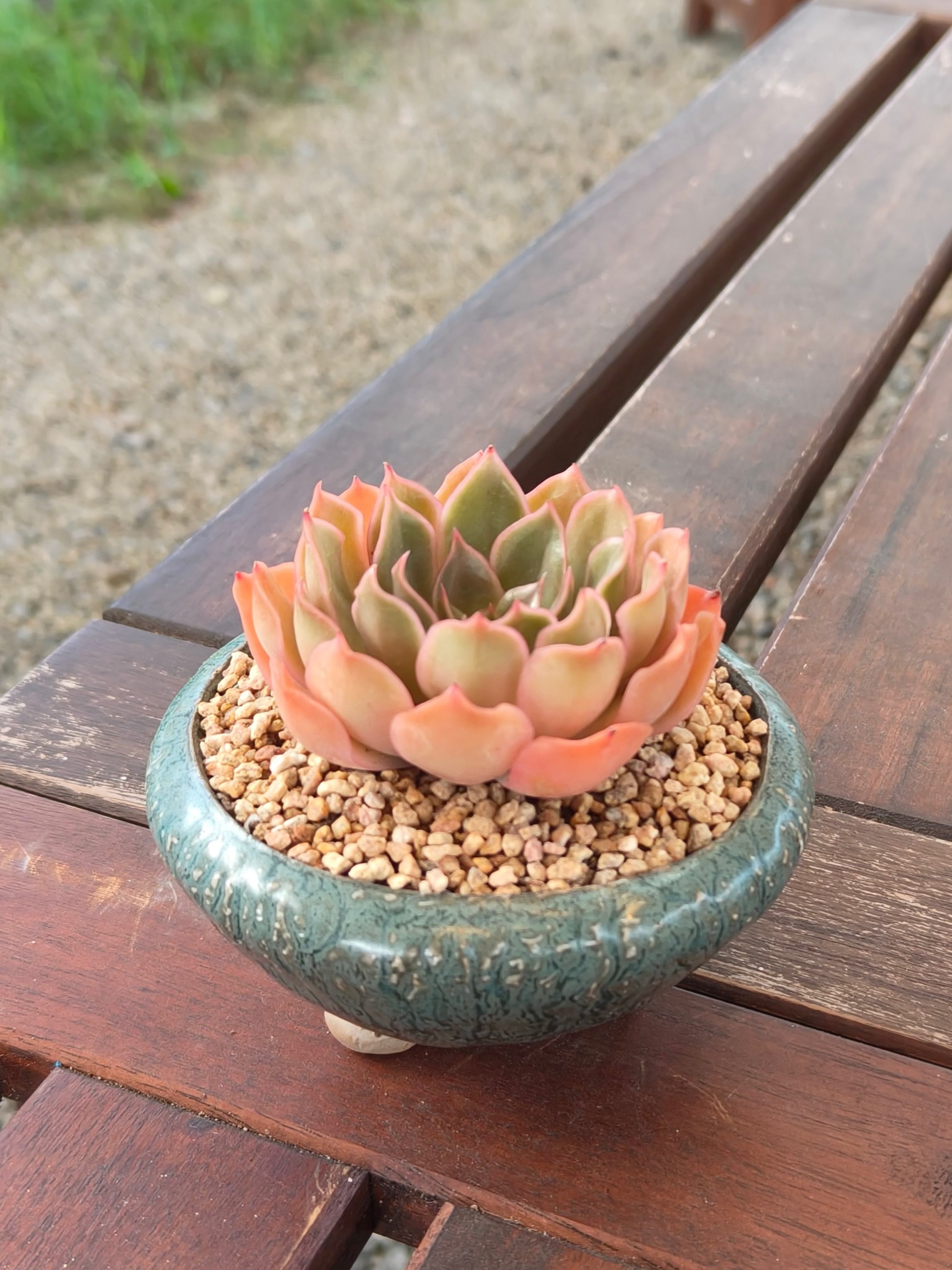 Succulent Rustica Ceramic Planter – Echeveria Brown Rose