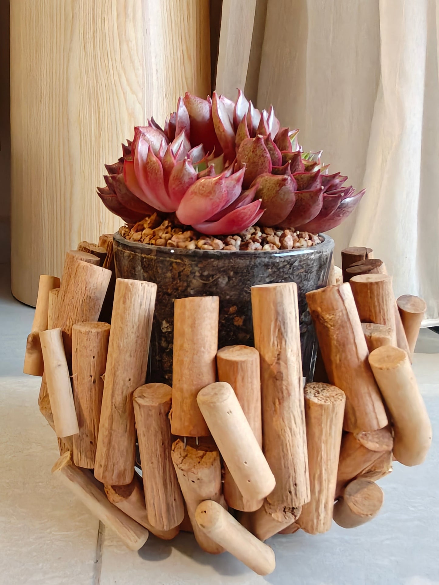 Succulent Rustic Wood Log Planter – Echeveria Agavoides (4-Headed Cluster) - SlowBloomGreens