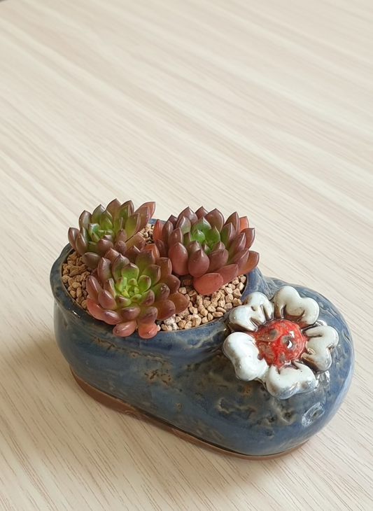 Succulent Mary Jane Charm Violet Planter - Pink Ruby