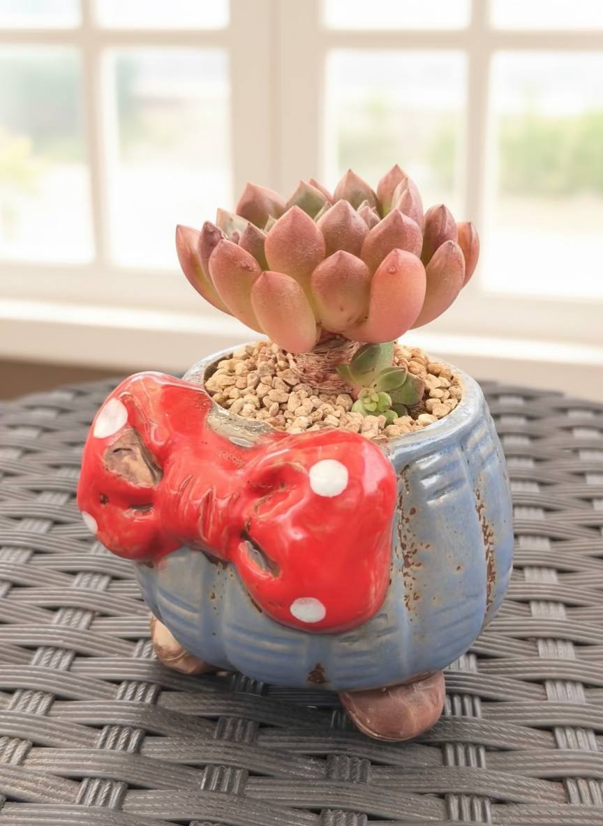 Succulent Festive Blue Red Bow Planter – Sedeveria ‘Pink Ruby’ - SlowBloomGreens
