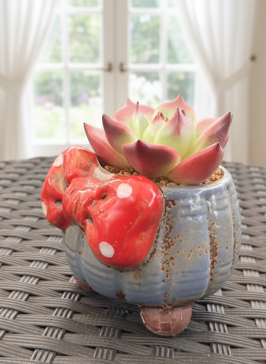 Succulent Festive Blue Bow Planter – Echeveria Agavoides 'Romeo' - SlowBloomGreens