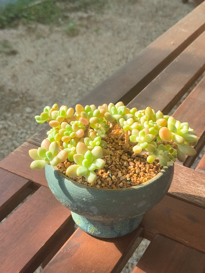 Succulent Moonlit Bloom Planter – Blue-Green with Graptopetalum Mendoza - SlowBloomGreens