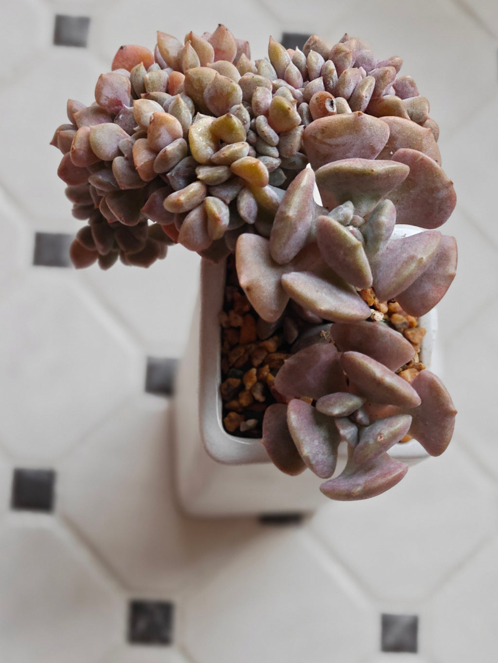Succulent Ribbed White Planter – Echeveria 'Cubic Frost' - SlowBloomGreens