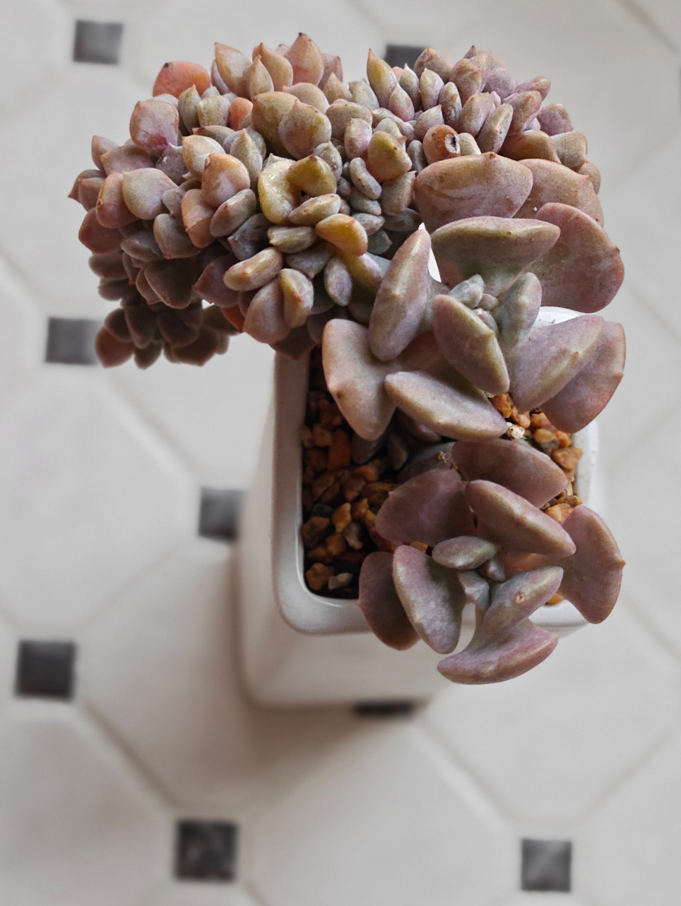 Succulent Ribbed White Planter – Echeveria 'Cubic Frost' - SlowBloomGreens