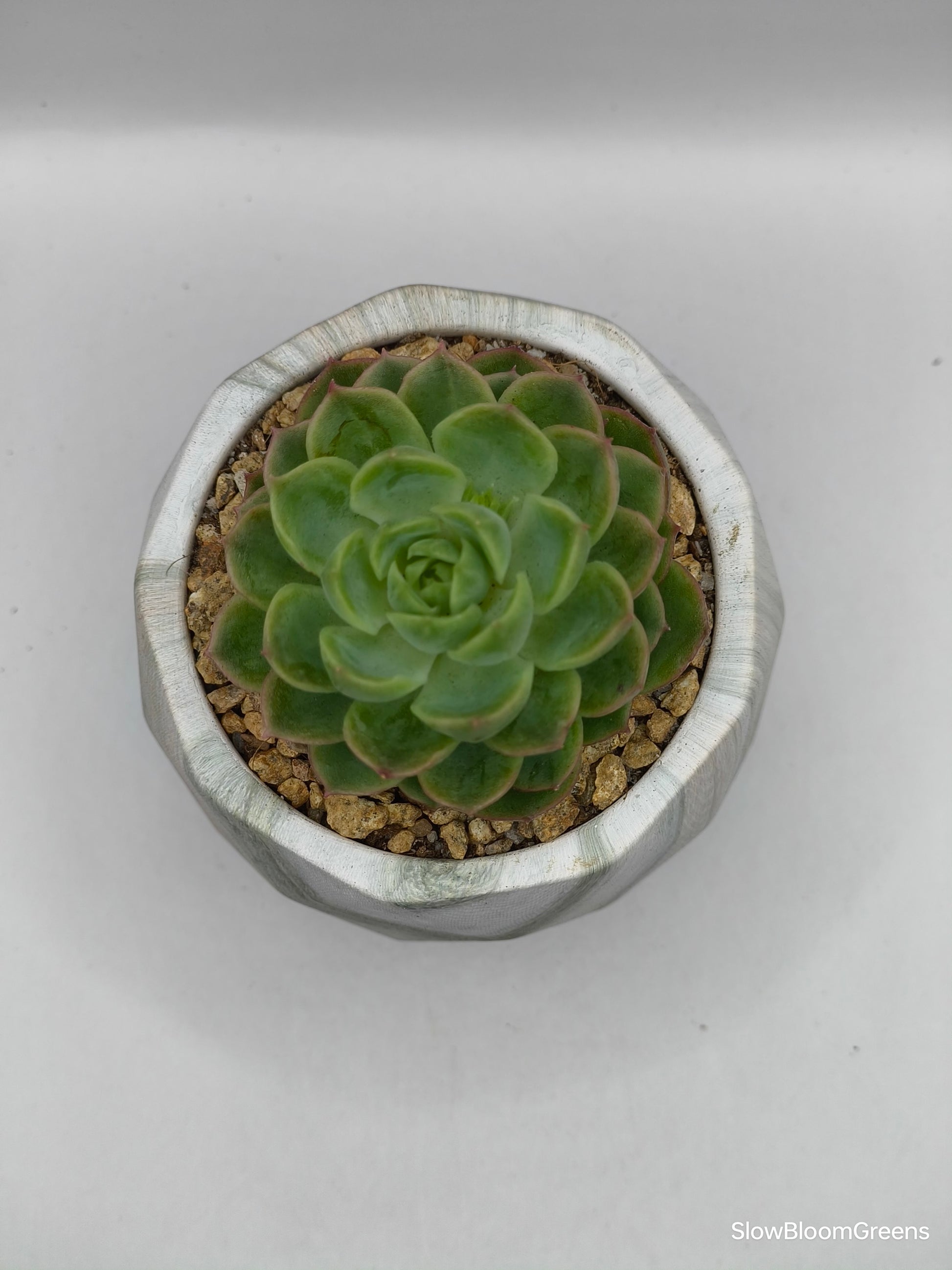 Succulent Classic Marble Earth Green Moss - SlowBloomGreens
