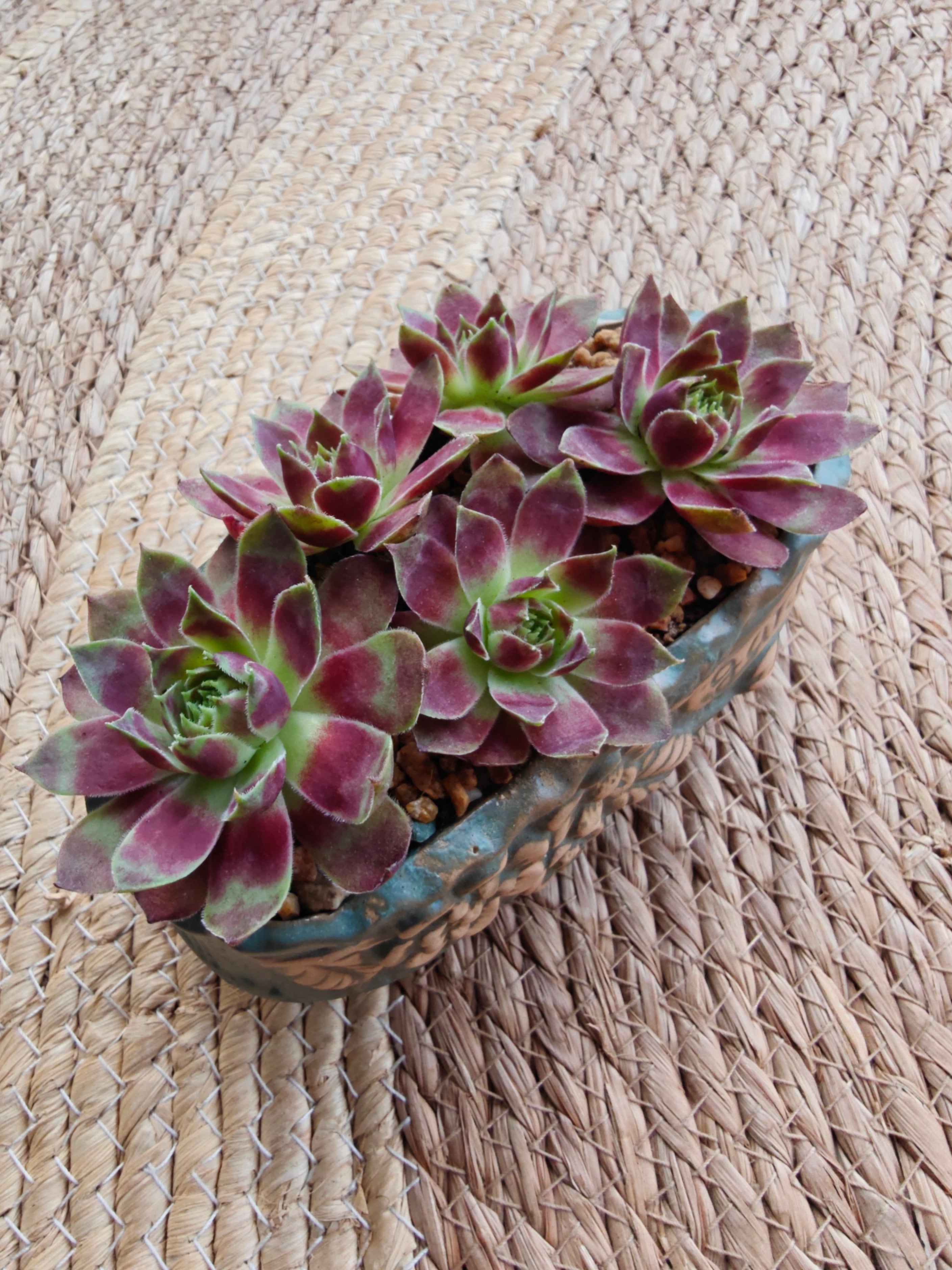 Vintage Teal Succulent Planter – Sempervivum 'Stansfieldii' (Hens & Chicks')